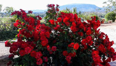 Tenuta Colverano - Foto 4