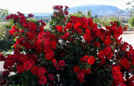 Tenuta Colverano - Foto 4