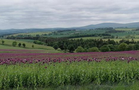 1 Bed in Lowick oc-coq44 - Foto 19