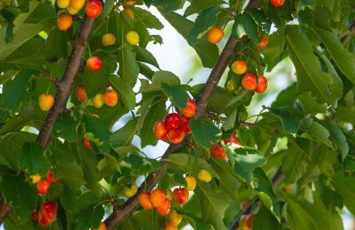 Villa Škavre by IstriaLux - Foto 53