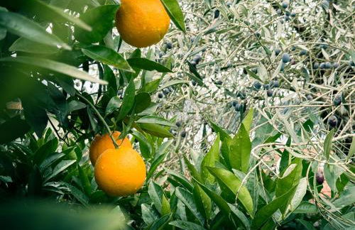 Torno Lumina - Secluded Garden Retreat - Lake View - Foto 35