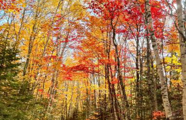 Mattawamkeag River Cottage - Foto 27