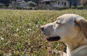 Borgo da Vinci - Foto 22