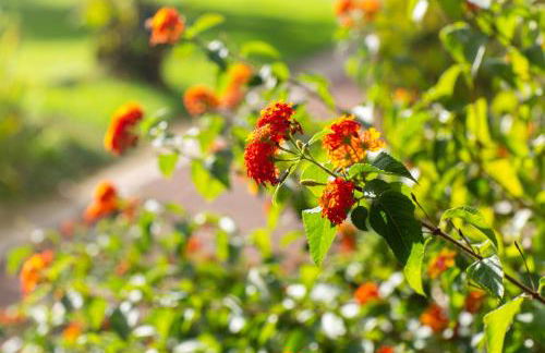 Domaine de Bordaberry - Jardin & superbe piscine - Foto 49