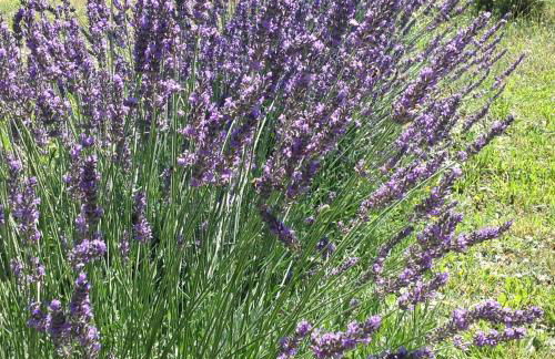 CHEZ ELLES EN PROVENCE - Photo 16