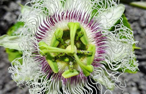 Quinta das rãs - Photo 6