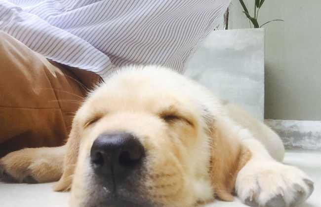 Peacock Villa - Photo 21