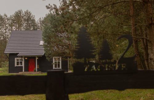 Czarny Dzięcioł - Foto 16