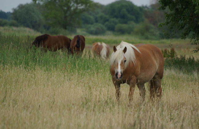 Ferienwohnung Sternenhimmel - Foto 28
