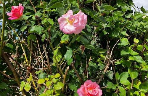 Gîte des Roses - Foto 21