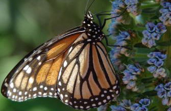 Quinta do Arade - casa 4 pétalas - Foto 33