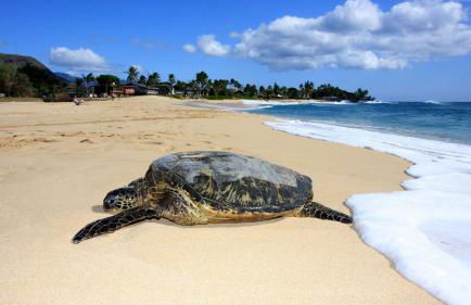 Aloha Breeze by Avantstay Ocean View, Near Beach - Foto 116