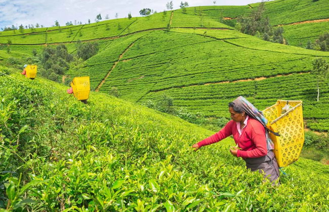 Excursion privée au Parc national de Horton Plains - Photo 1