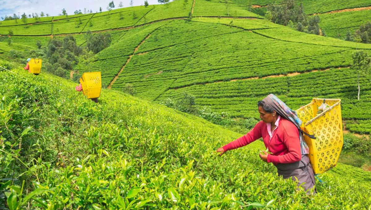 Mujeres recolectando el té
