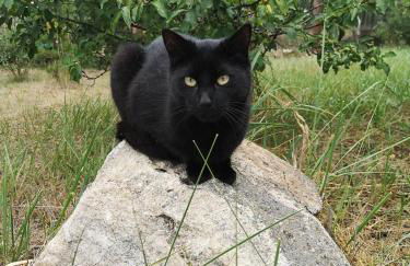 Tiny House am Waldrand - Foto 21