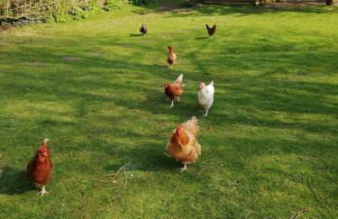 Cosy dog friendly lodge with an outdoor bath on the Isle of Wight - Foto 20