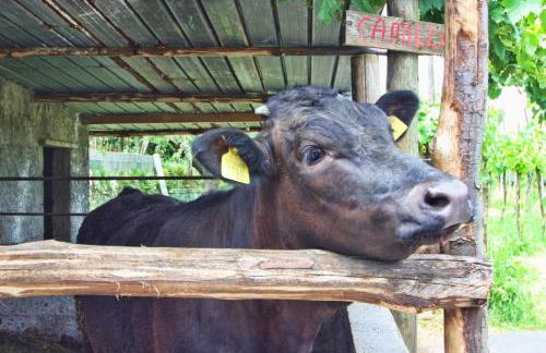 Agriturismo La Chiana - Foto 52