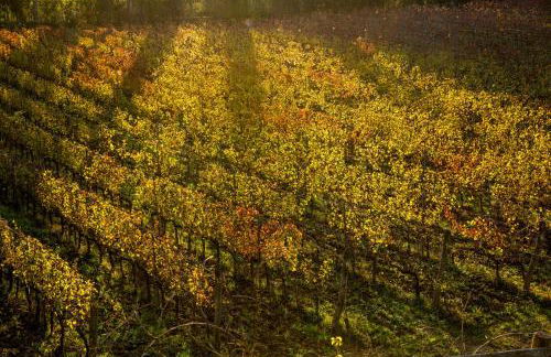 Agriturismo Gli Archi - Foto 16