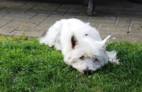 Ferienhaus Frado - Foto 13