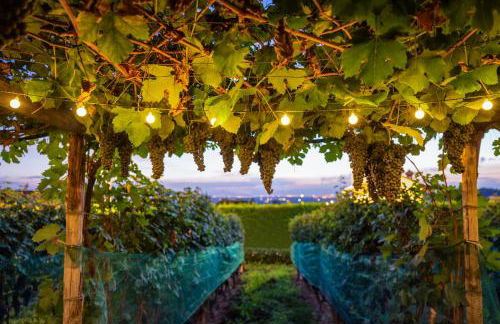 La Rosa Gialla Bio Apartments & rooms - Foto 8