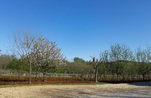 Apartments Irene - Foto 23