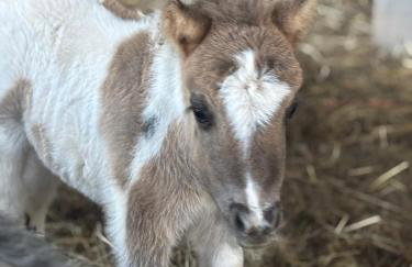 Bridie -rose with wood tub country retreat mini zoo - Foto 44