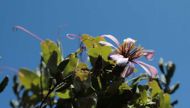 Un paisaje lleno de naturaleza virgen