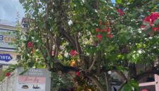 Flat da Luz - Photo 4