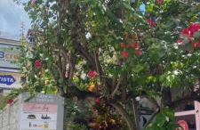 Flat da Luz - Photo 4