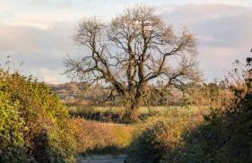 Plum Cottage Somerset - Foto 34