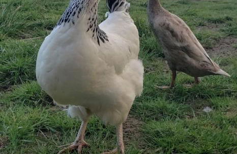 Evadez-vous à la ferme ! - Foto 38