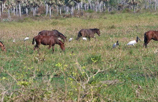 Moxos Jesuit Missions & Coitarama Lagoon - Foto 4