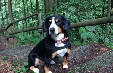 An den Bergwiesen - Foto 23