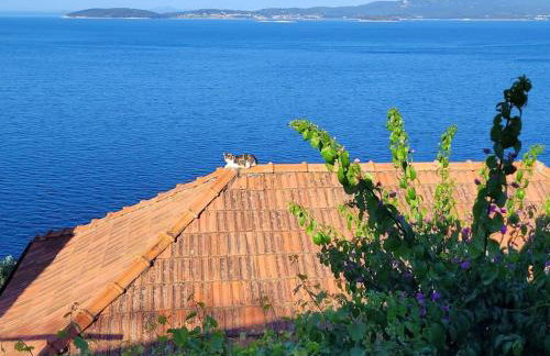 captain Ivo - Foto 19