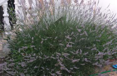 Apartman Zvončica - Foto 41