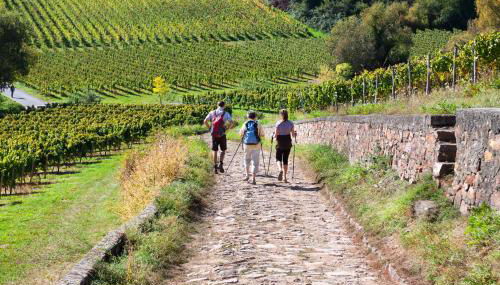 Ancien cuvage rénové au cœur du vignoble - Foto 5