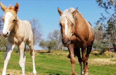 Sorelle Biologiche - Photo 54