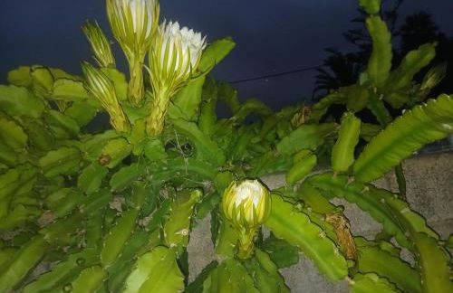 Vivaldi Summer - Foto 38