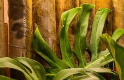 Casa d'Aroeira Residencial Boutique - Centro de Juqueí - Perto de Tudo - 2 quadras do Mar - Serviço de Praia - Roupa de Cama 600 fios algodão Egípcio - Tudo Novo - Estacionamento Interno - Cozinha - Consulte unidades com Ofurô Hidro e Cromoterapia - Foto 45