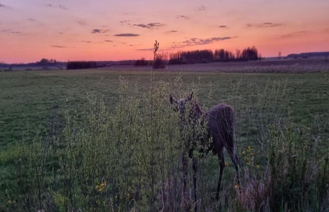 Countryside Escape With Sauna - Foto 25