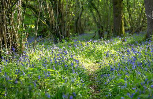 Woodlands - Photo 25