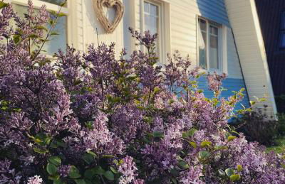 Ferienhaus Seemöwe - Foto 1