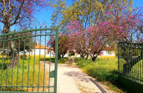 Casas Herdade do Convento da Serra - Foto 18