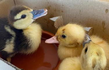 Agrotur Fenix - Foto 18