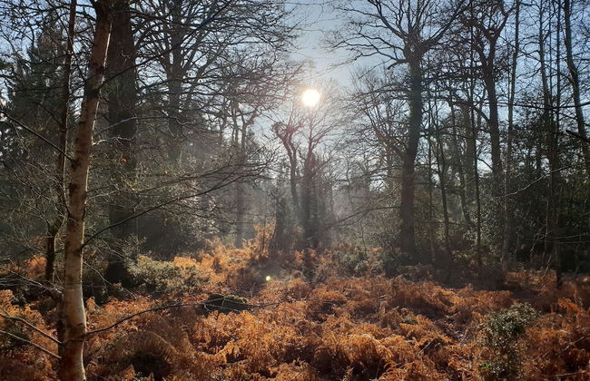 Town or Country - Greenwich Apartments - Foto 24