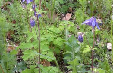 Altes Pastorenhus - Land und Meer - Foto 37