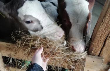 Farma u Irka - Foto 15