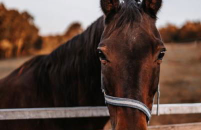 Schwabenhof Ferienwohnung II - Foto 9