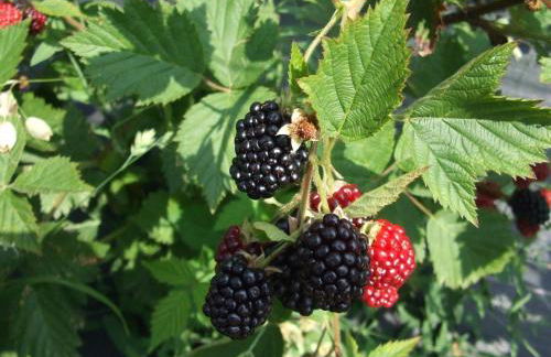 Agriturismo Cascina Rossano - Foto 83