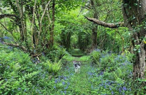 Secluded woodland annex between Mylor and Flushing - Foto 35
